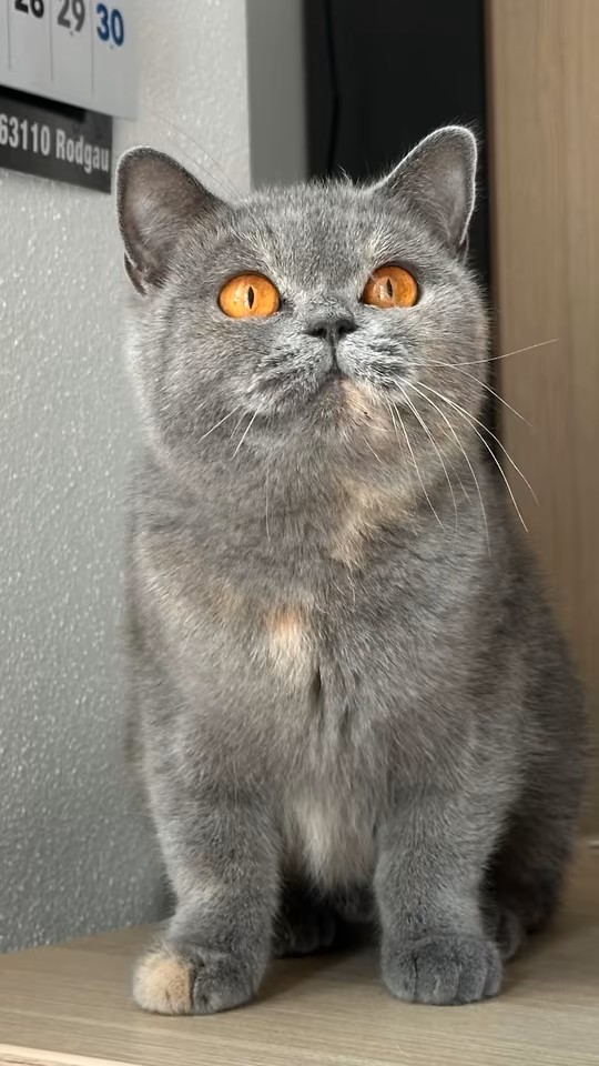Dietje1