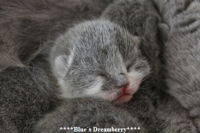 ****Blues Dreamberry****